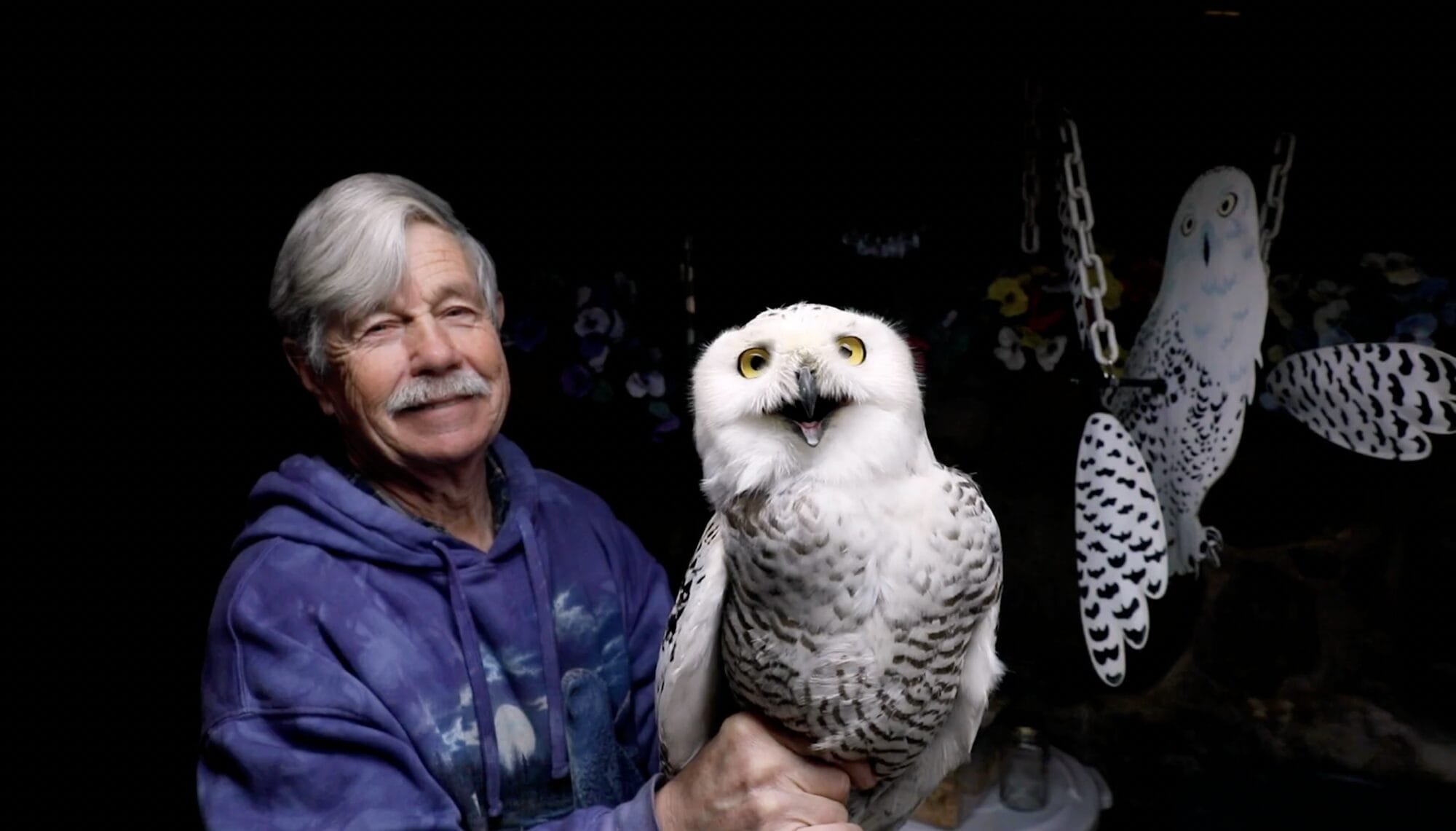 Since 1981, One Man Has Relocated Nearly 1,000 Snowy Owls from Logan Airport — Colossal